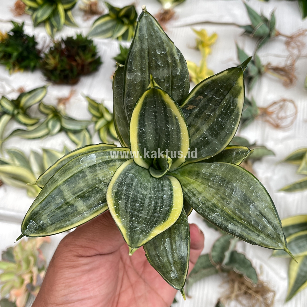 848. Sansevieria Silver Cross Mutation - Image 3