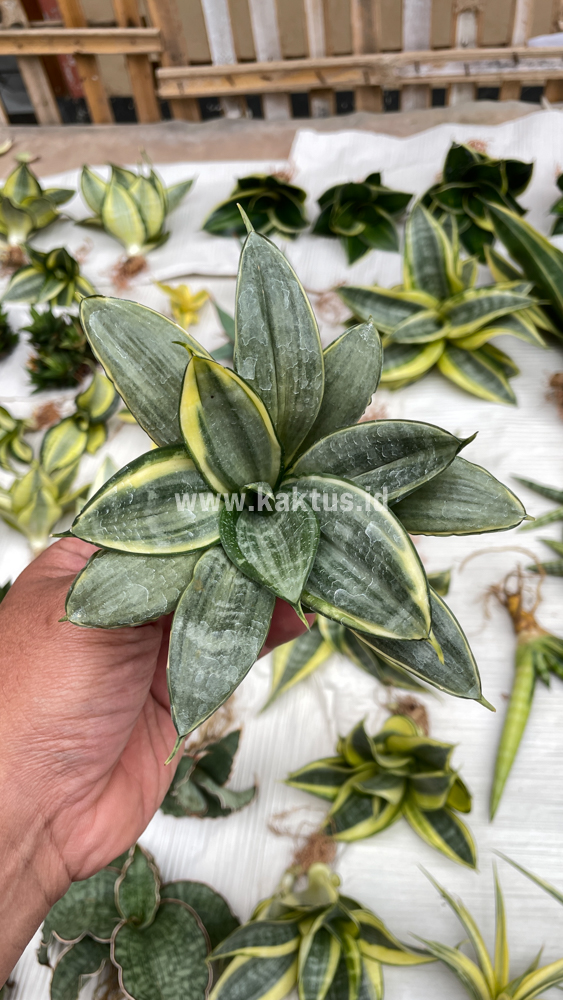 848. Sansevieria Silver Cross Mutation - Image 13
