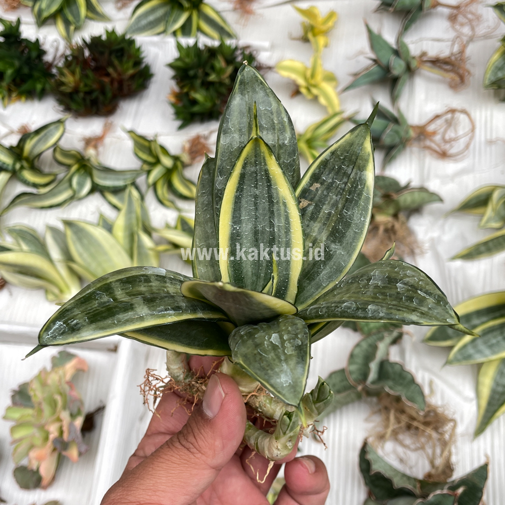 848. Sansevieria Silver Cross Mutation - Image 4