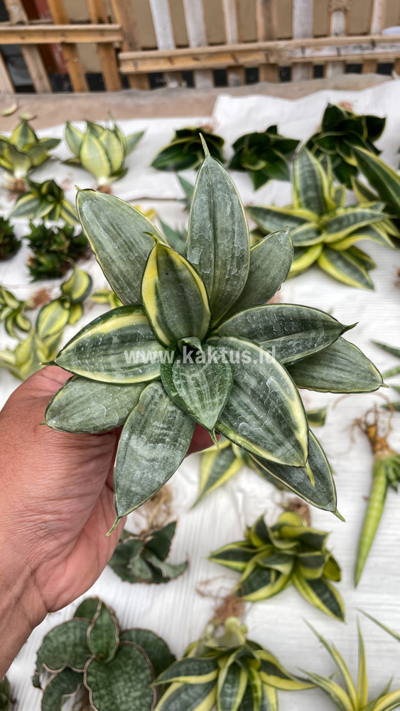 848. Sansevieria Silver Cross Mutation - Image 12