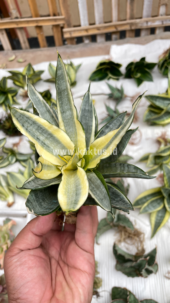 848. Sansevieria Silver Cross Mutation - Image 5