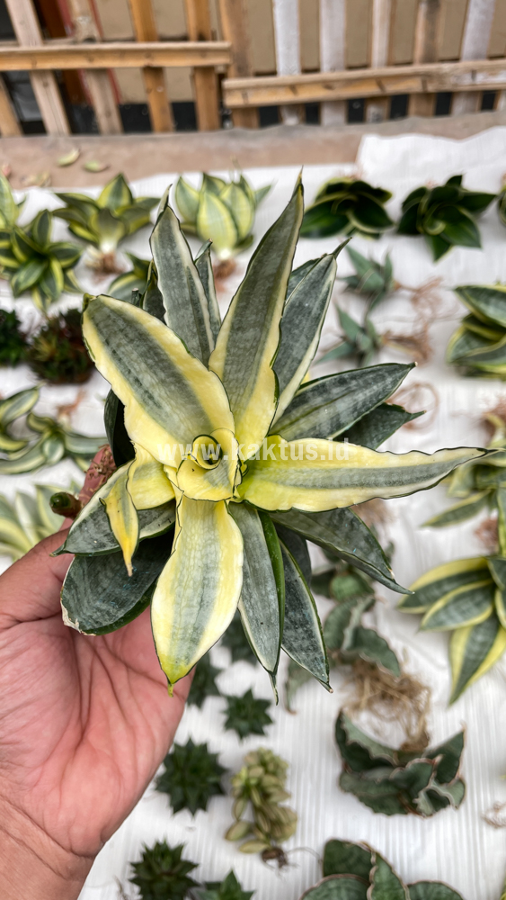 848. Sansevieria Silver Cross Mutation - Image 2