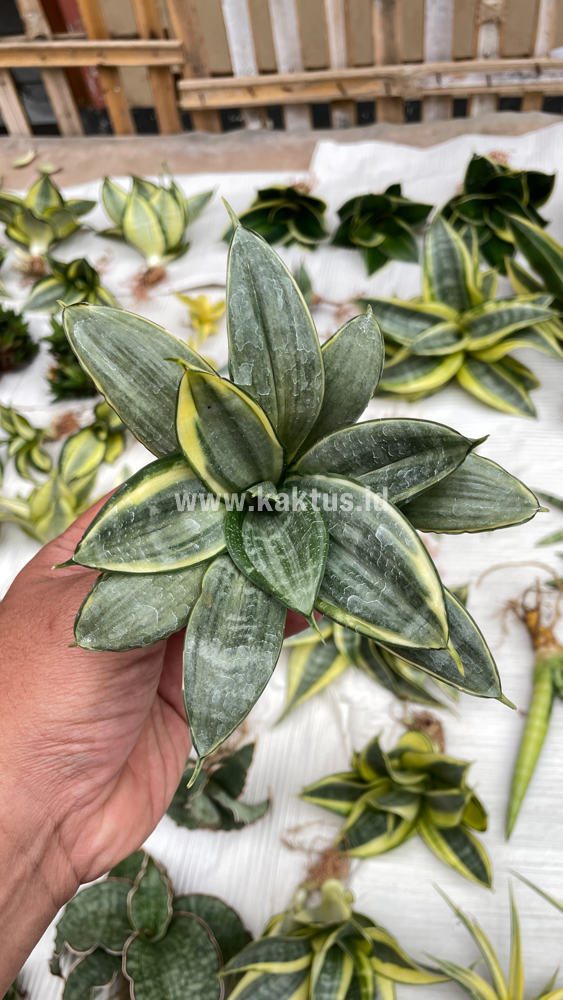 848. Sansevieria Silver Cross Mutation - Image 6