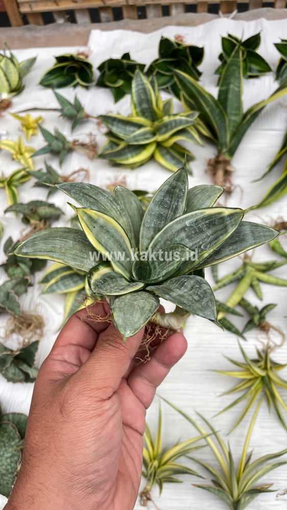 848. Sansevieria Silver Cross Mutation - Image 7
