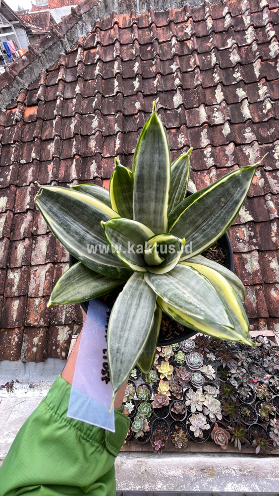 848. Sansevieria Silver Cross Mutation - Image 8