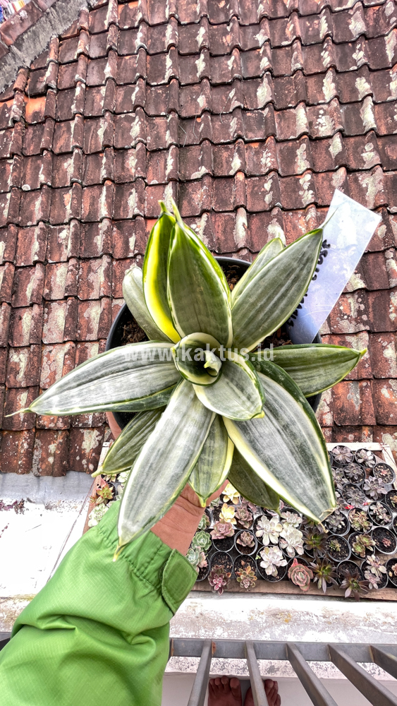 848. Sansevieria Silver Cross Mutation - Image 9