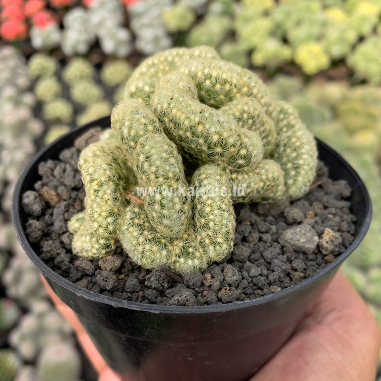 1536. Mammillaria Elongata Cristata