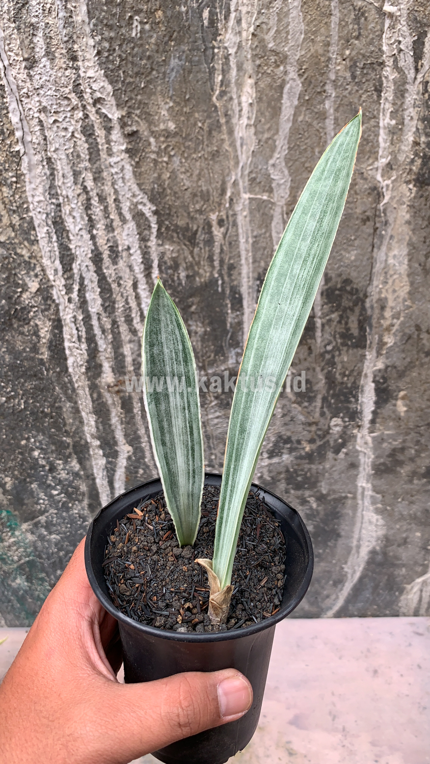 852. Sansevieria Metallica Siam Silver 1 Leaf - Image 5