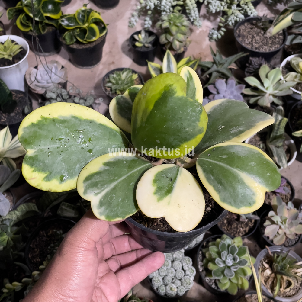 853. Hoya 'Heart' Kerrii Variegated 9 Leafs - Image 3