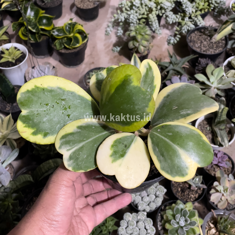 853. Hoya 'Heart' Kerrii Variegated 9 Leafs - Image 5
