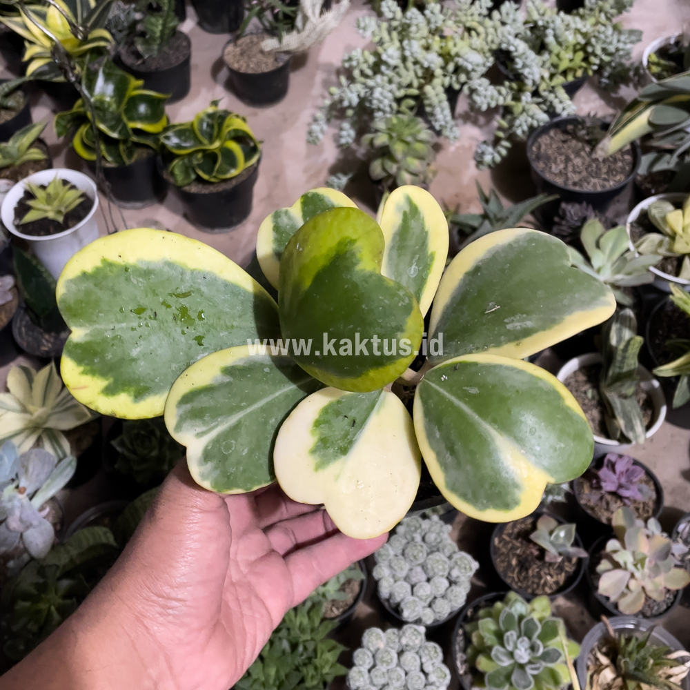 853. Hoya 'Heart' Kerrii Variegated 9 Leafs - Image 6