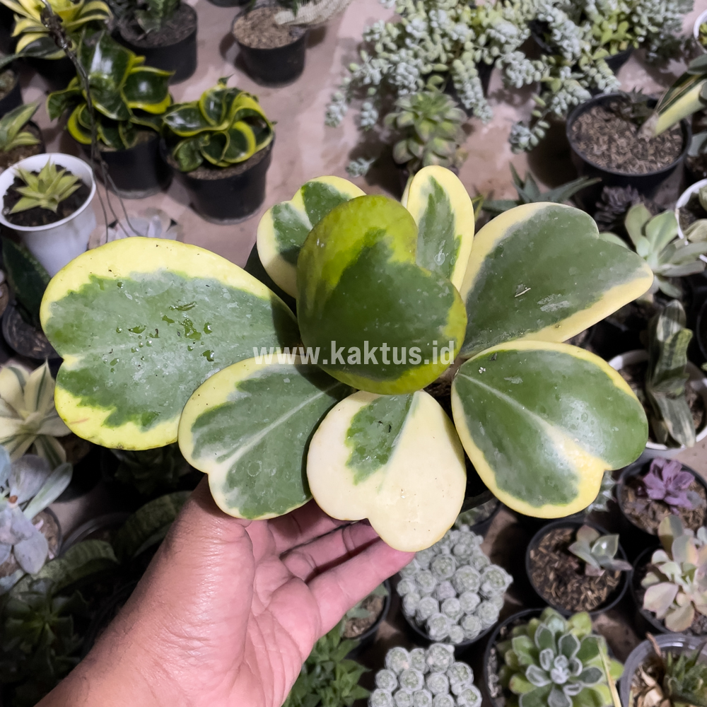 853. Hoya 'Heart' Kerrii Variegated 9 Leafs - Image 7