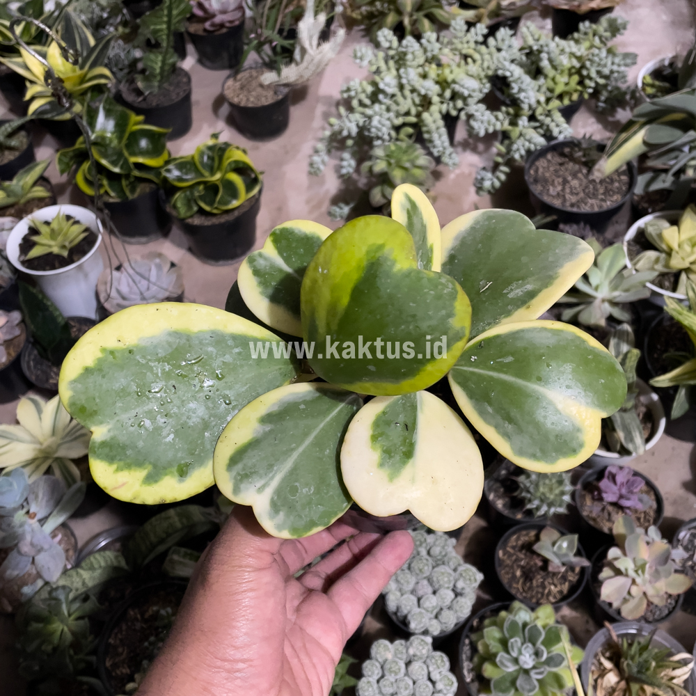 853. Hoya 'Heart' Kerrii Variegated 9 Leafs - Image 2