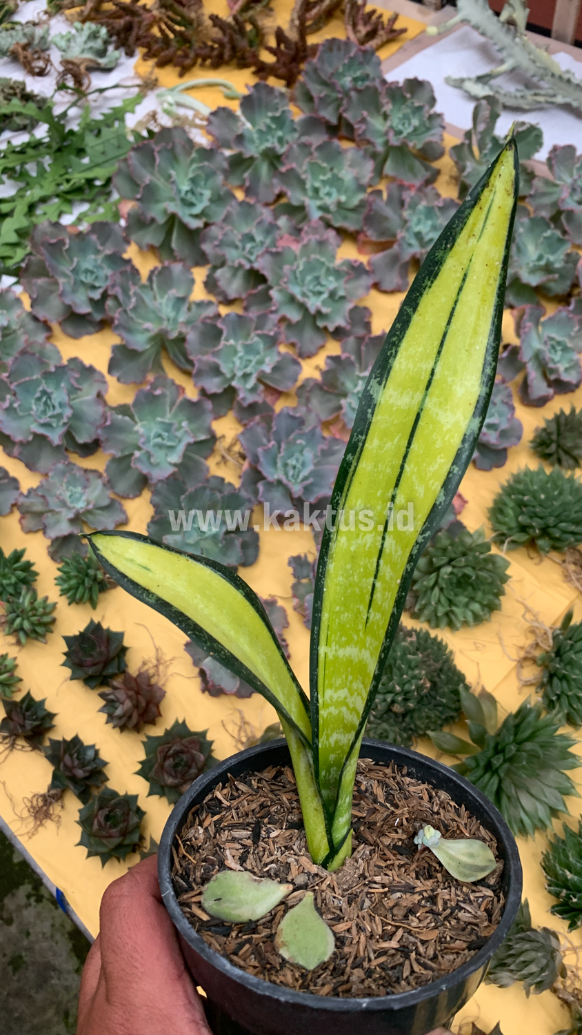 854. Sansevieria Golden Forscate / Sansevieria California - Image 7