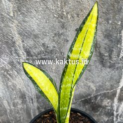 Alternative view of 854. Sansevieria Golden Forscate / Sansevieria California