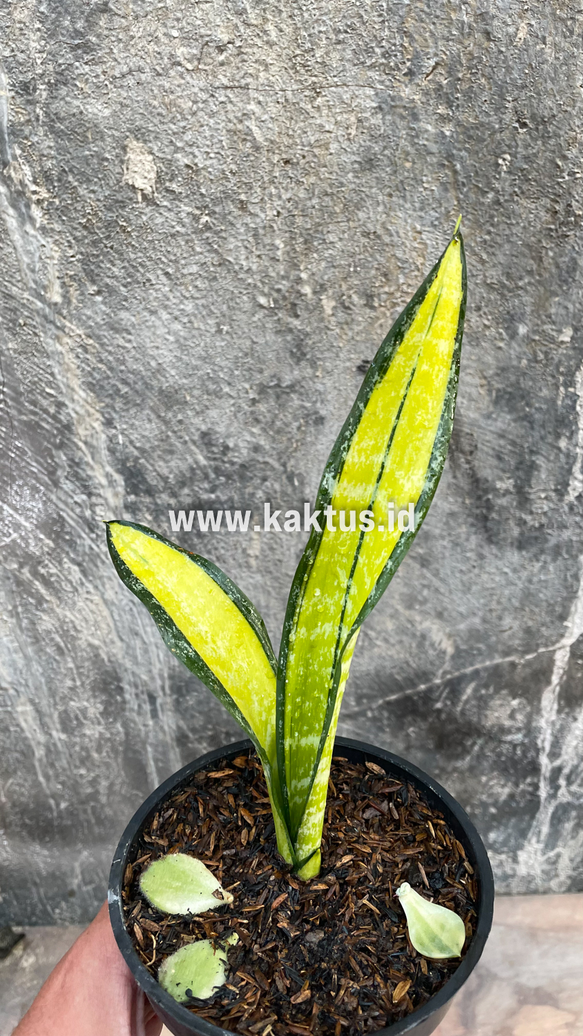 854. Sansevieria Golden Forscate / Sansevieria California - Image 2