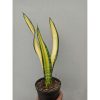 854. Sansevieria Golden Forscate / Sansevieria California