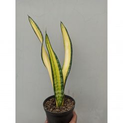 854. Sansevieria Golden Forscate / Sansevieria California