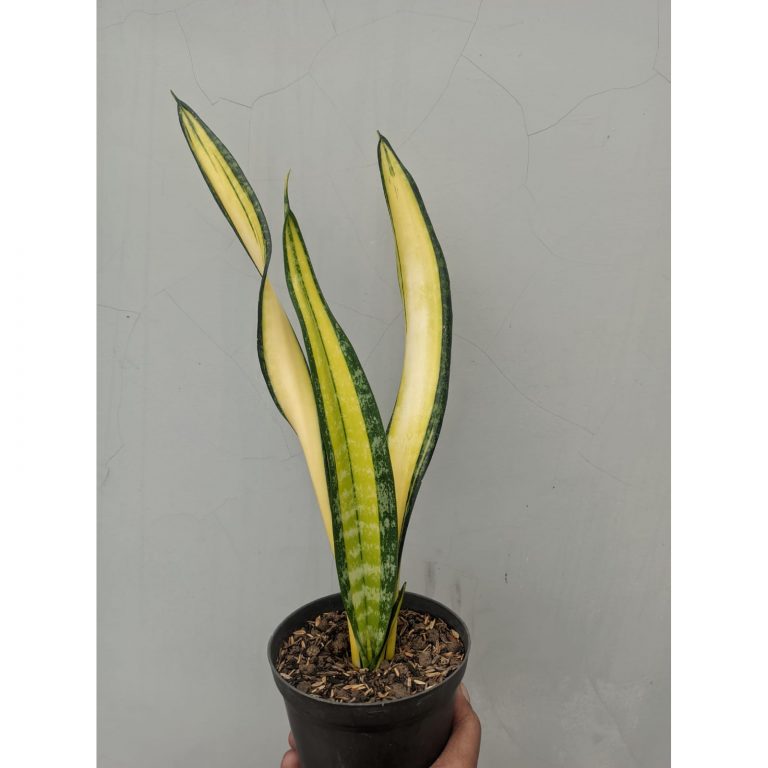 854. Sansevieria Golden Forscate / Sansevieria California