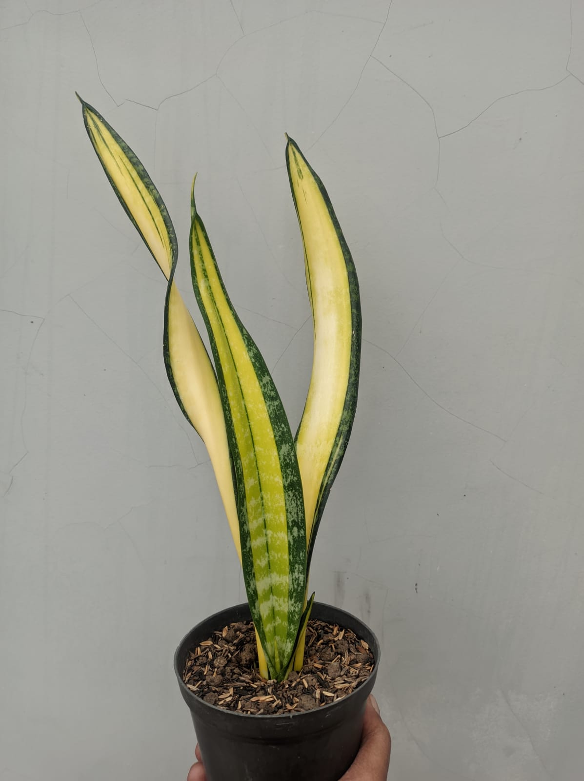 854. Sansevieria Golden Forscate / Sansevieria California - Image 3