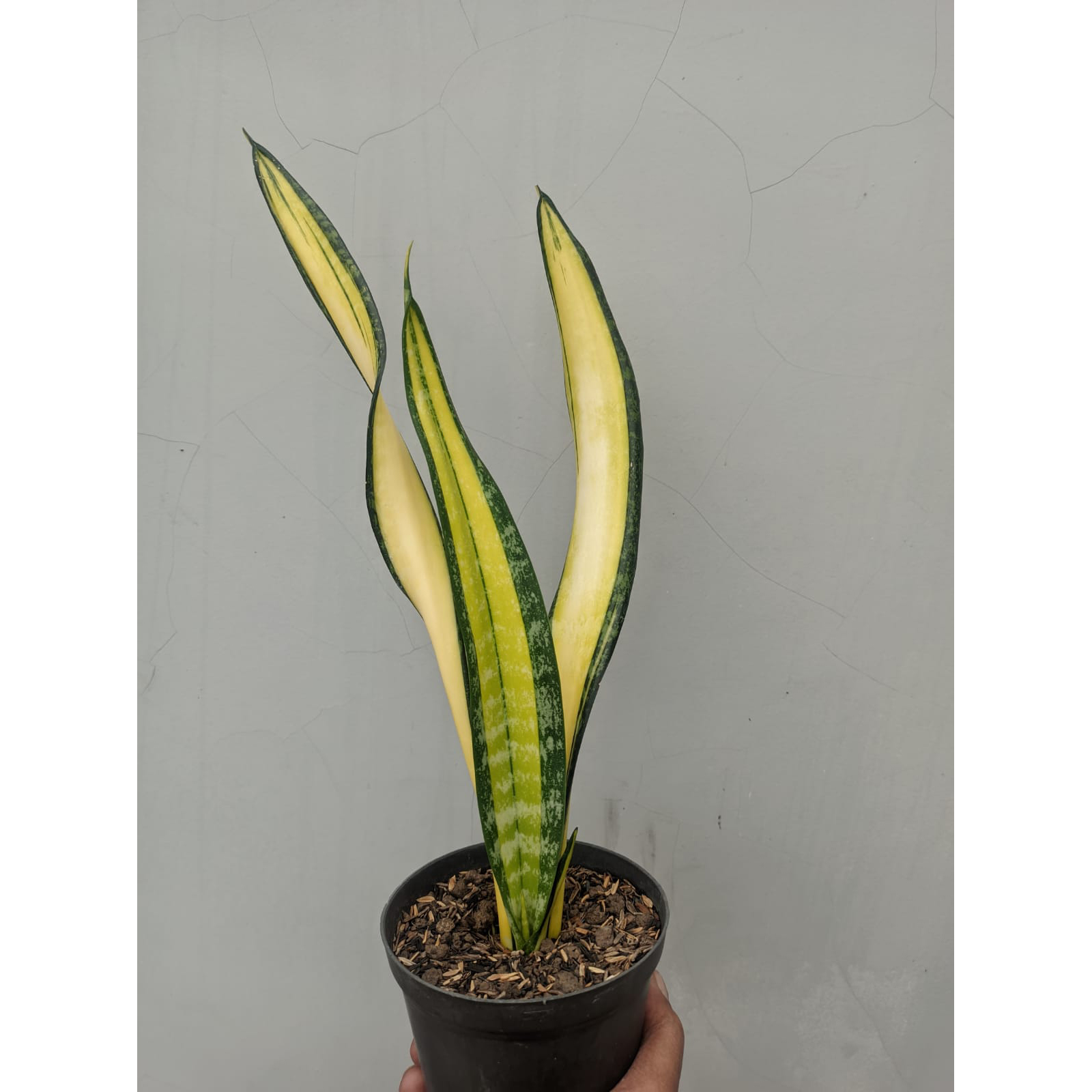 854. Sansevieria Golden Forscate / Sansevieria California