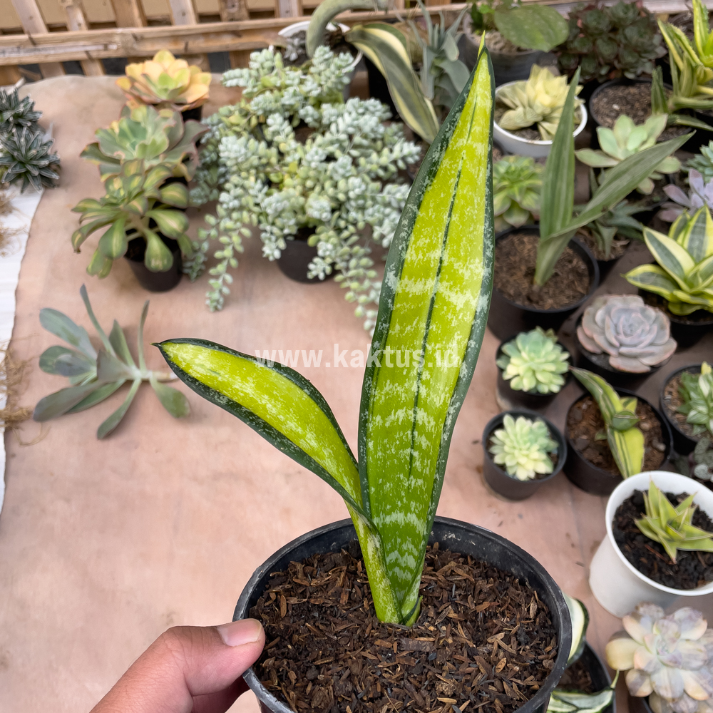854. Sansevieria Golden Forscate / Sansevieria California - Image 4