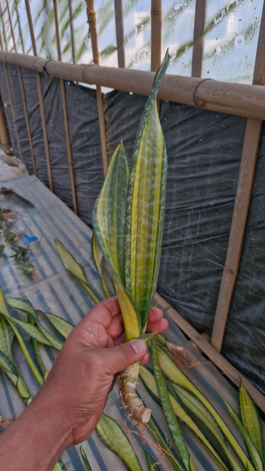 854. Sansevieria Golden Forscate / Sansevieria California - Image 6