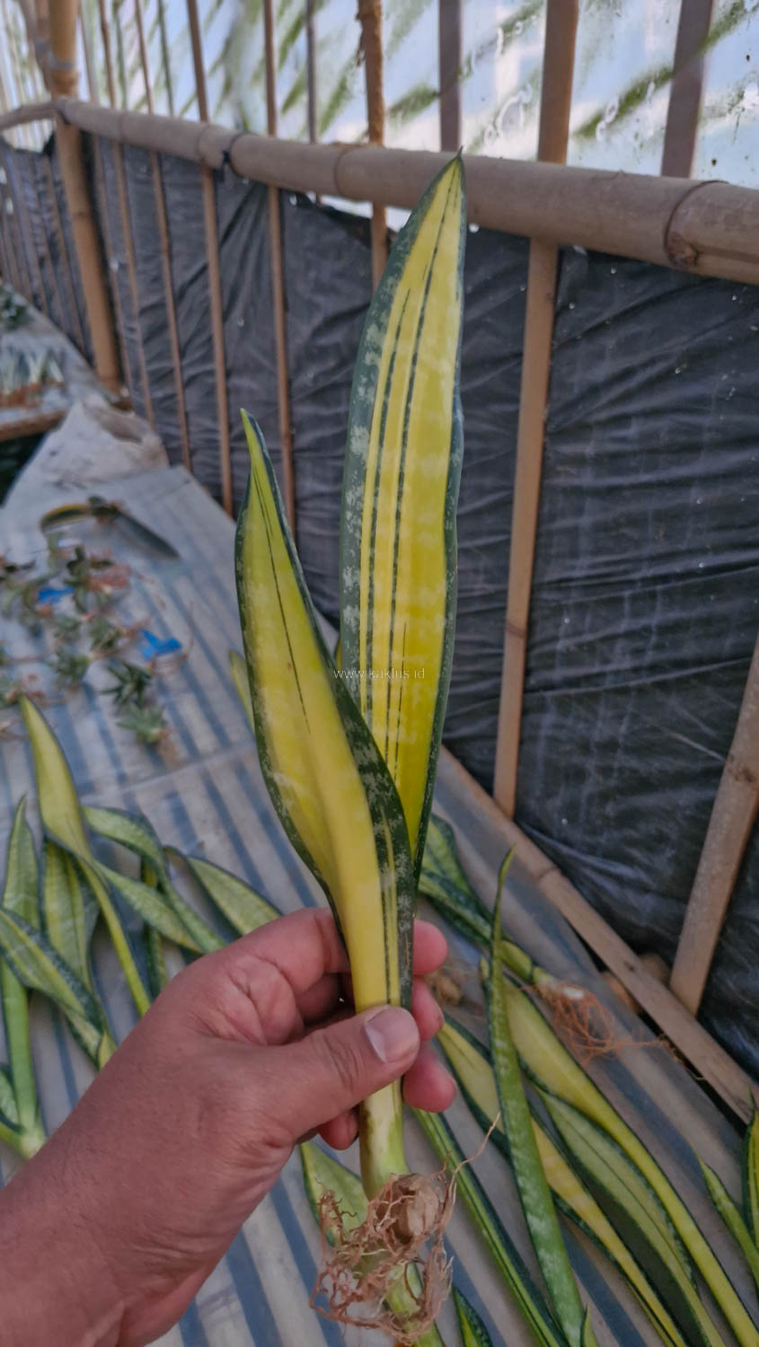 854. Sansevieria Golden Forscate / Sansevieria California - Image 5