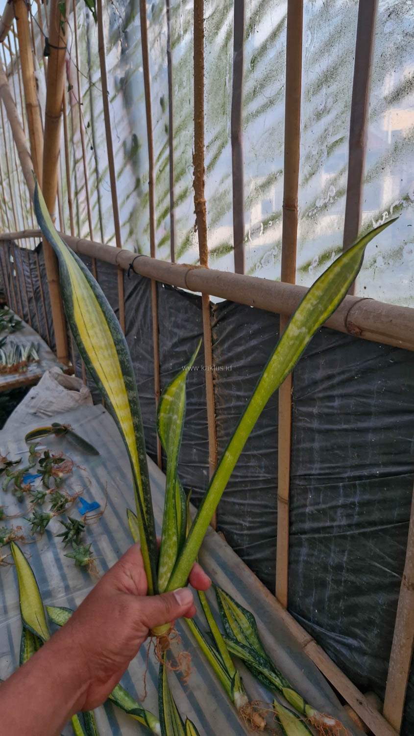 854. Sansevieria Golden Forscate / Sansevieria California - Image 9