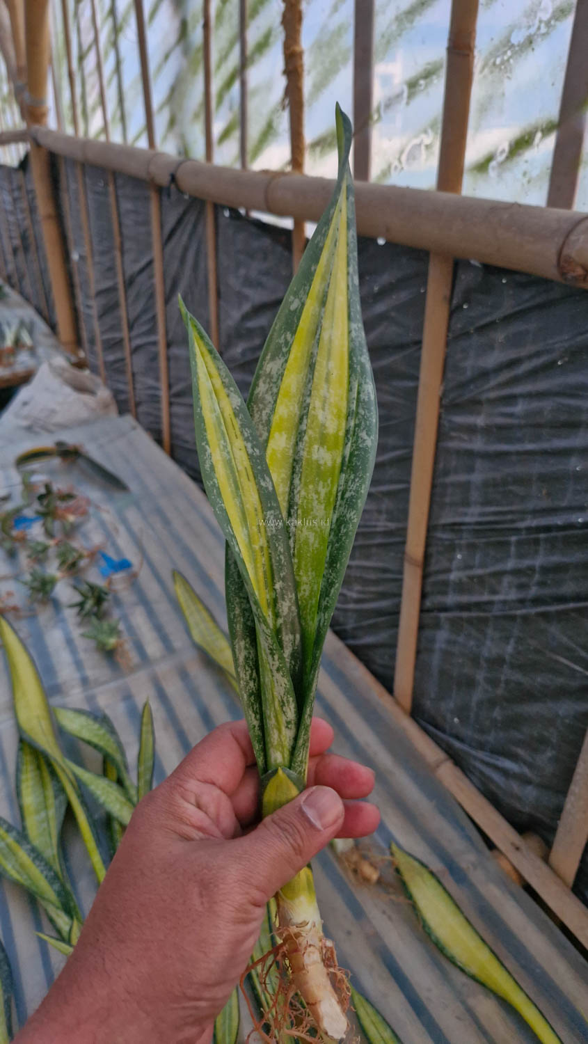 854. Sansevieria Golden Forscate / Sansevieria California - Image 10
