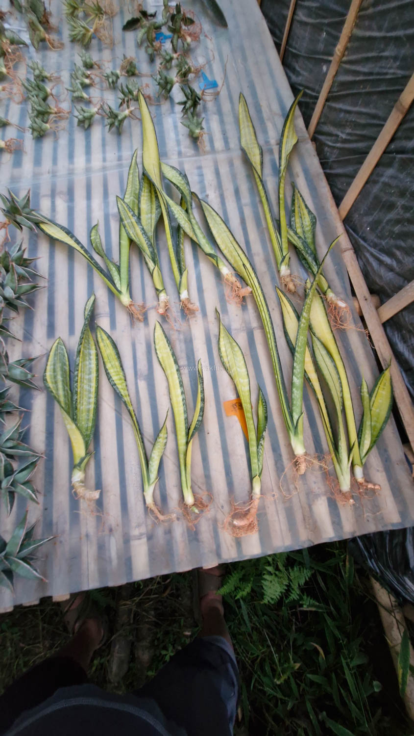 854. Sansevieria Golden Forscate / Sansevieria California - Image 8