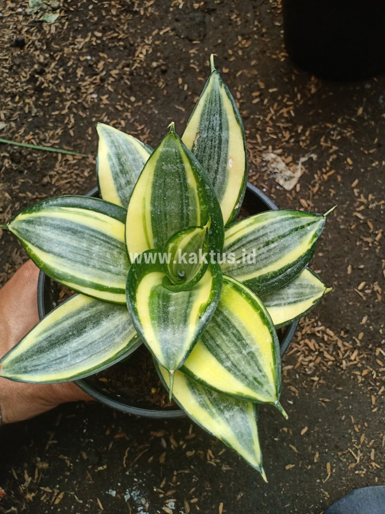 855. Sansevieria Lucille Poland - Image 6