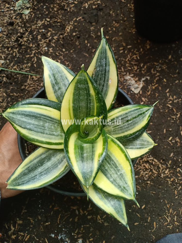 855. Sansevieria Lucille Poland - Image 5