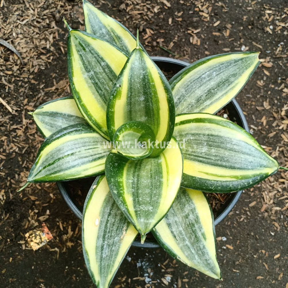855. Sansevieria Lucille Poland - Image 4