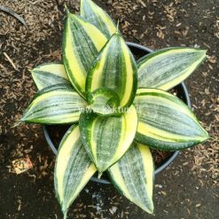 Alternative view of 855. Sansevieria Lucille Poland