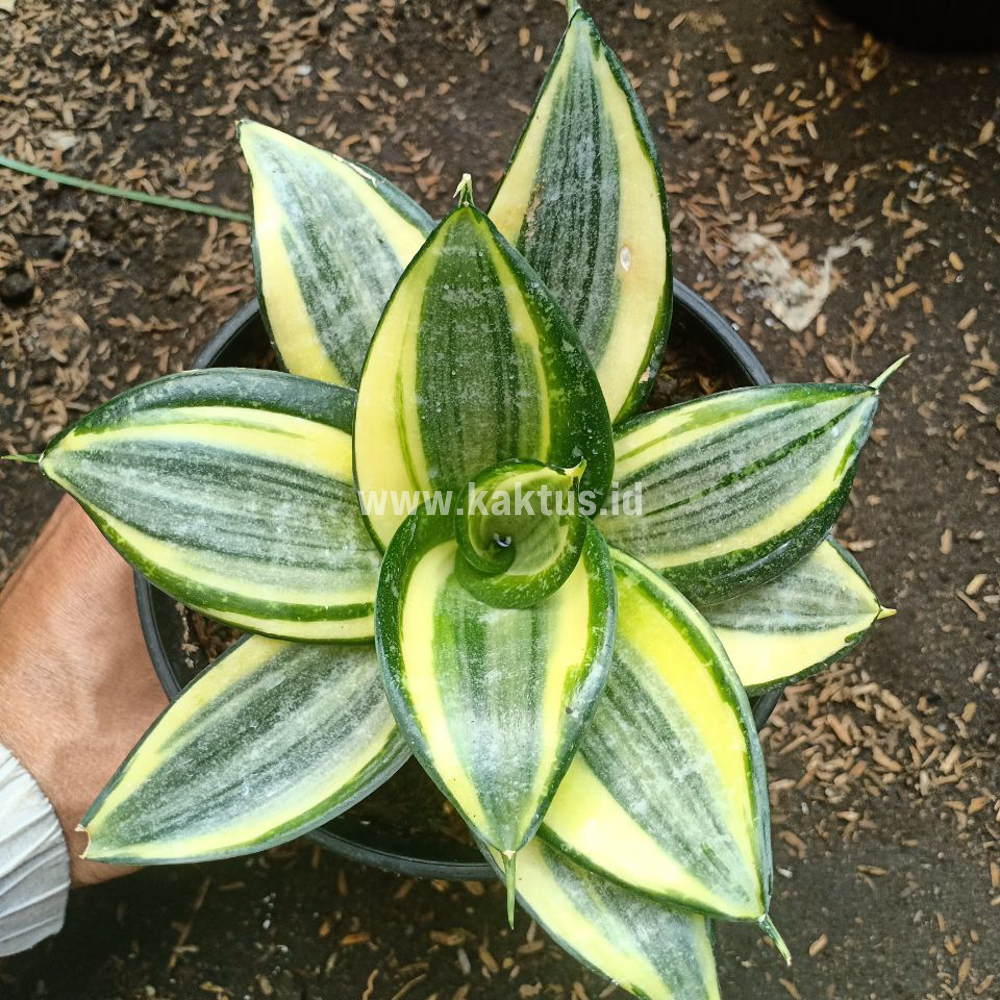 855. Sansevieria Lucille Poland - Image 8