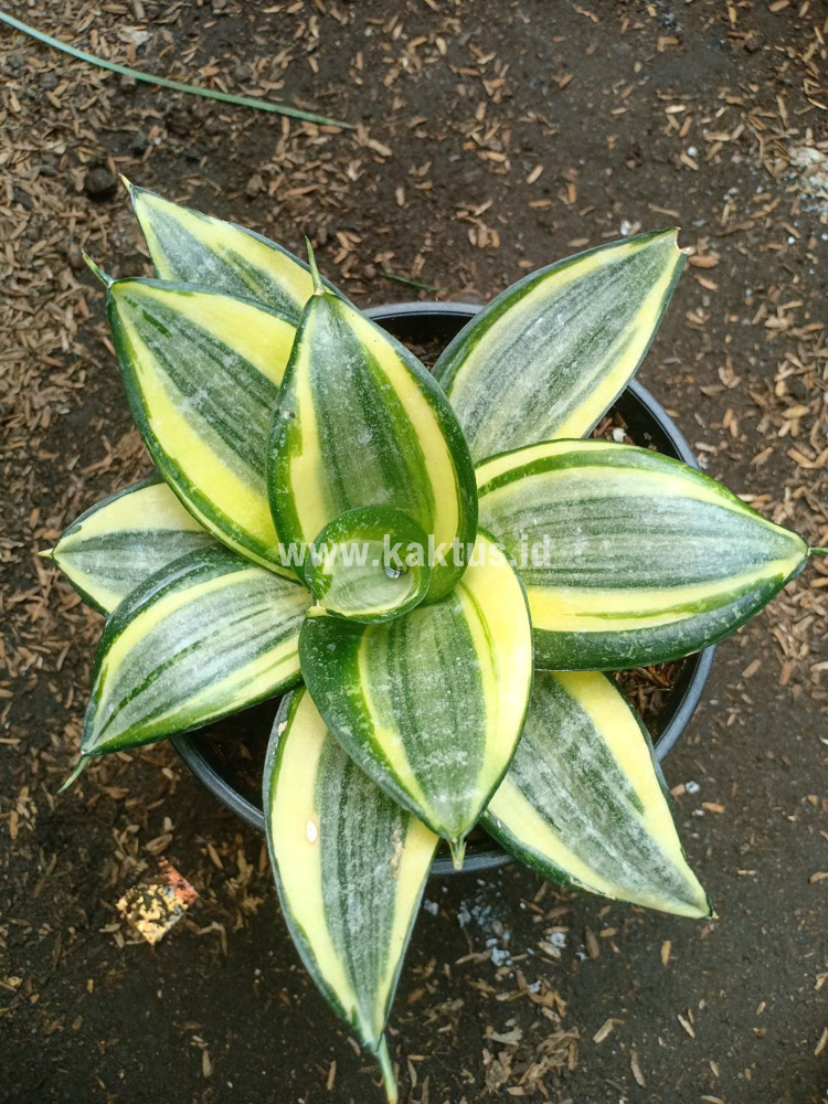 855. Sansevieria Lucille Poland - Image 7
