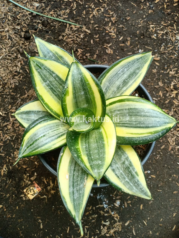 855. Sansevieria Lucille Poland - Image 9