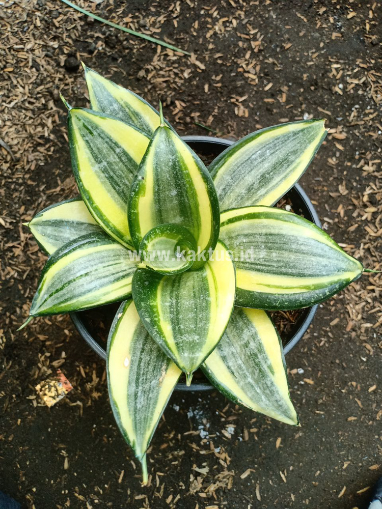 855. Sansevieria Lucille Poland - Image 10
