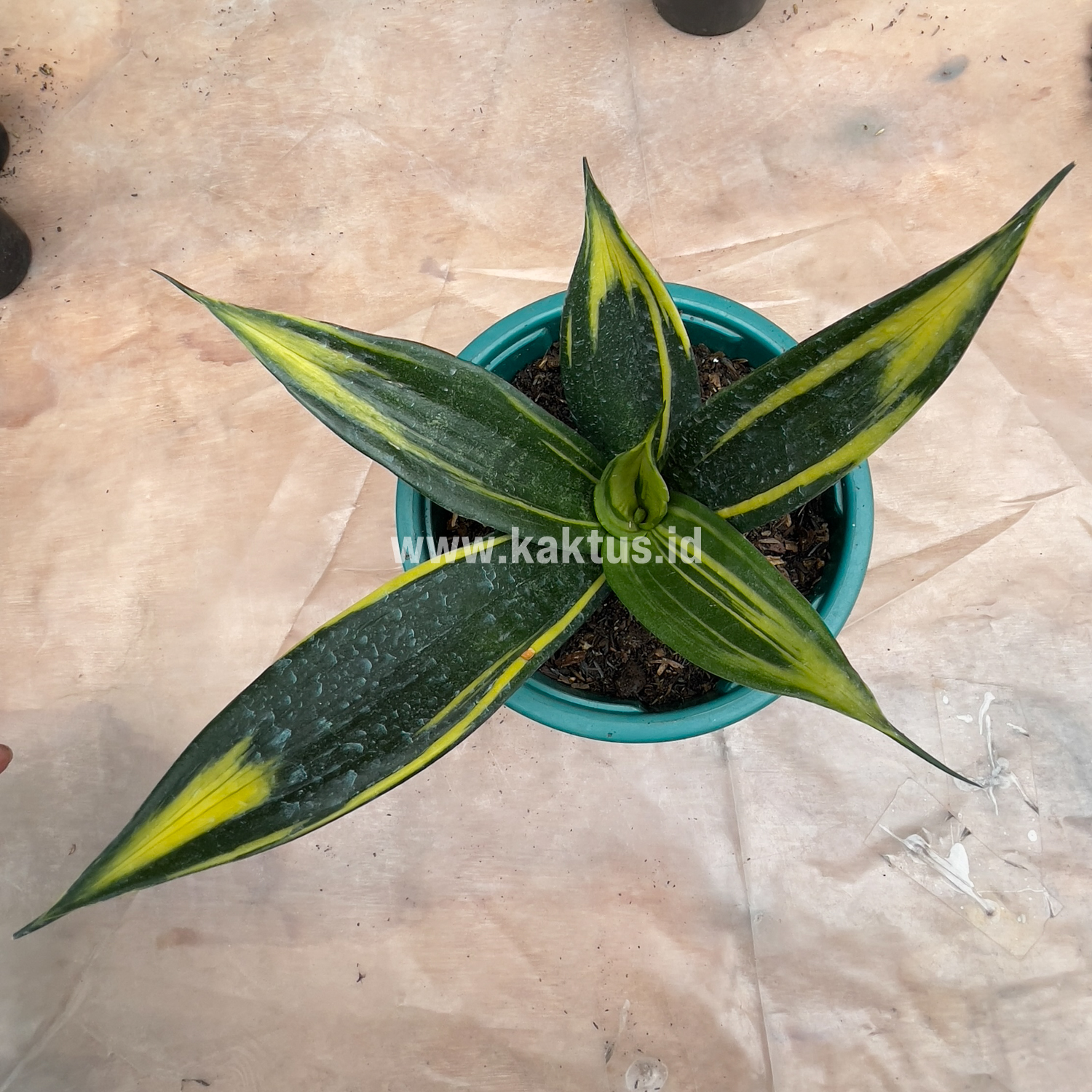 856. Sansevieria Black Flame - Image 14