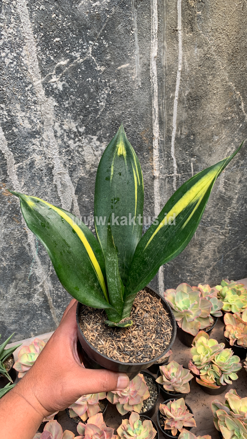 856. Sansevieria Black Flame - Image 15