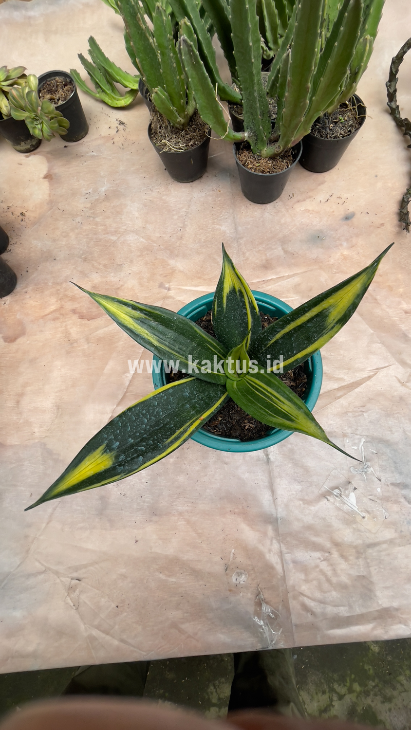 856. Sansevieria Black Flame - Image 3