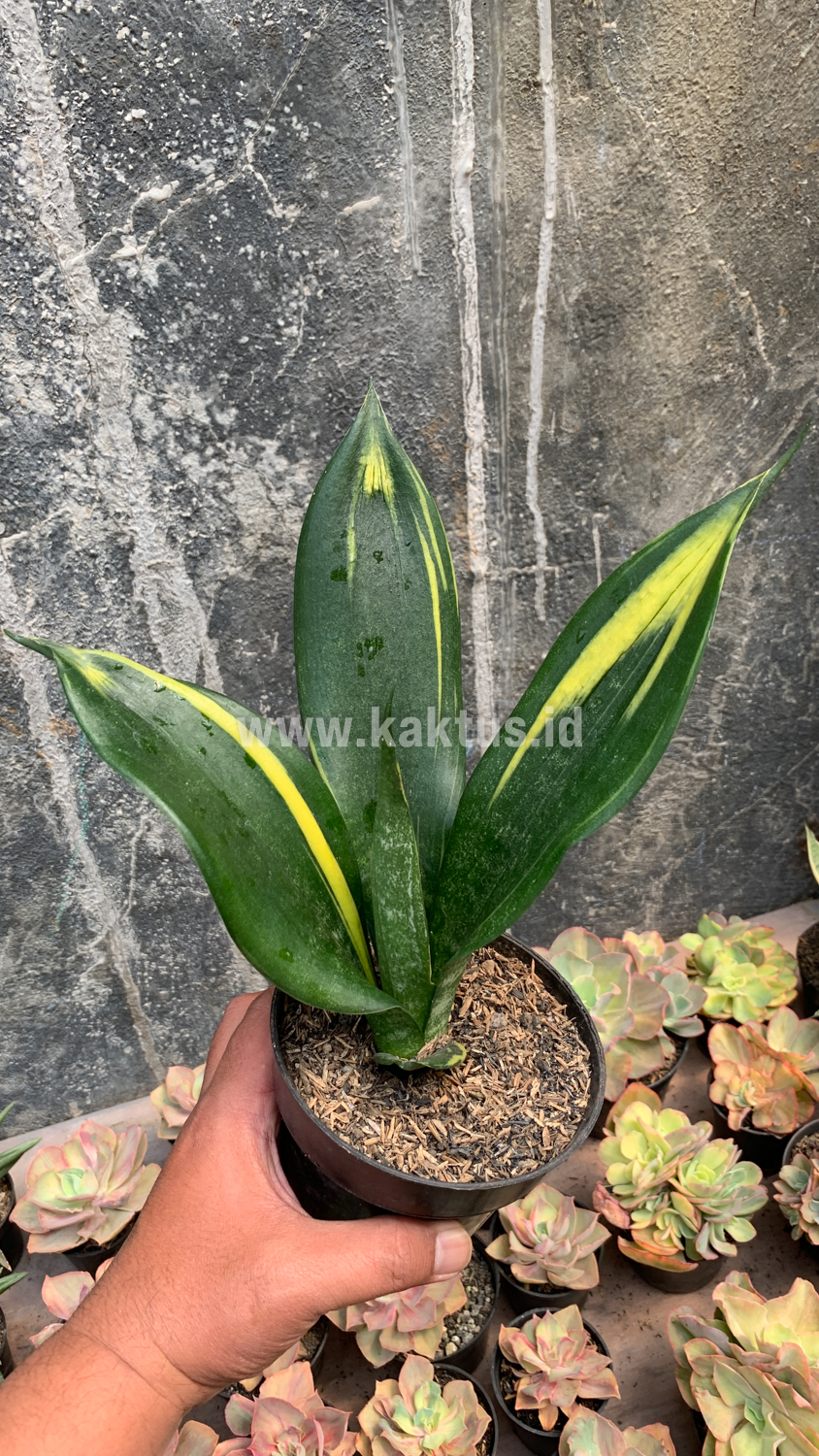 856. Sansevieria Black Flame - Image 11