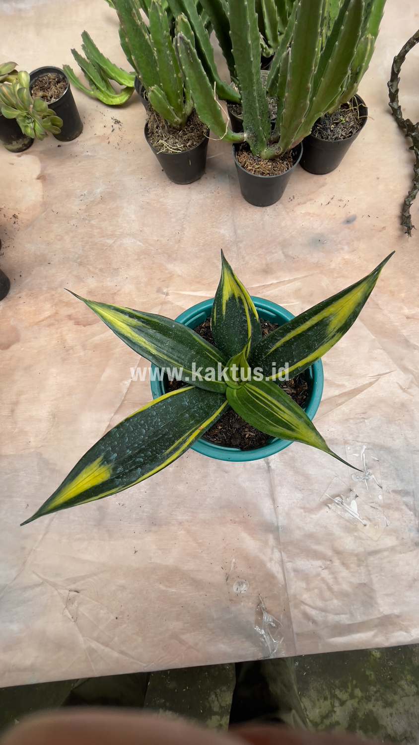 856. Sansevieria Black Flame - Image 6