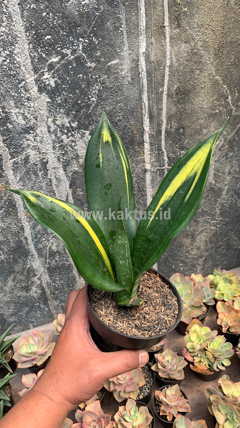 856. Sansevieria Black Flame - Image 9
