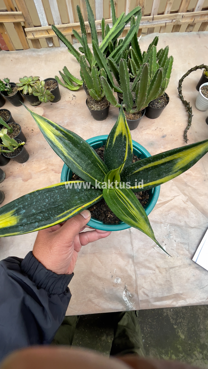 856. Sansevieria Black Flame - Image 8