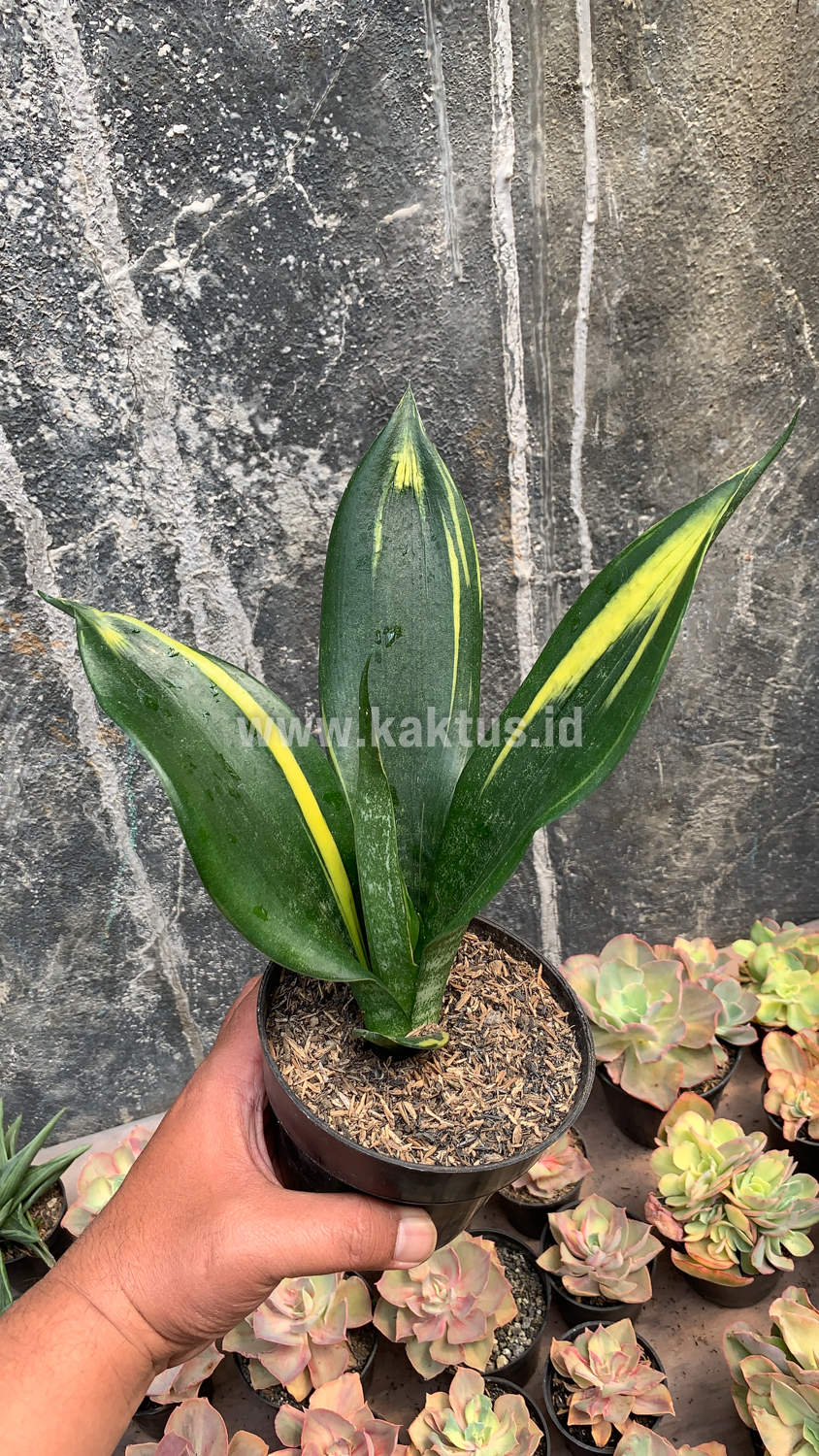 856. Sansevieria Black Flame - Image 13