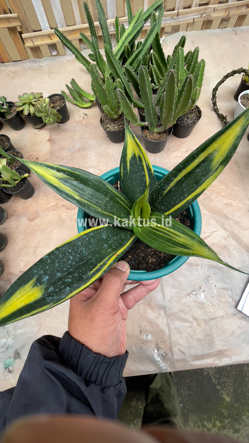 856. Sansevieria Black Flame - Image 5