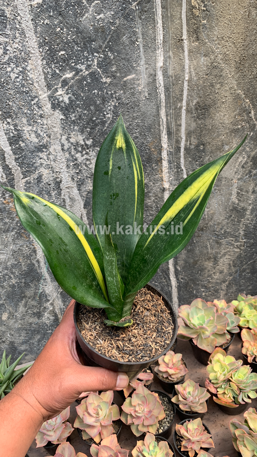 856. Sansevieria Black Flame - Image 2