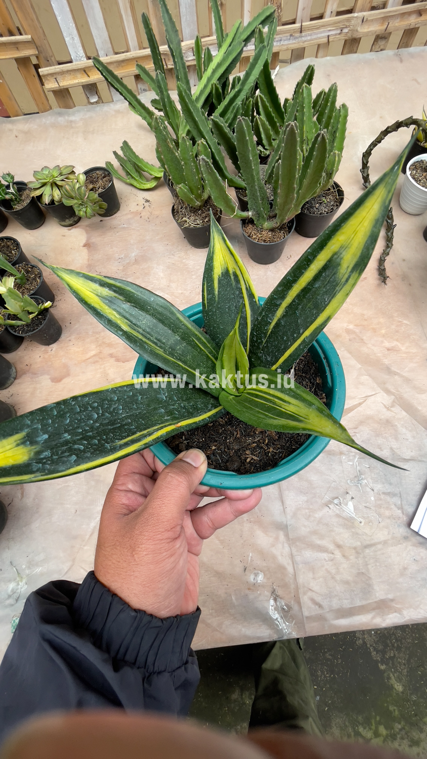 856. Sansevieria Black Flame - Image 10